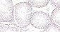 PCNA Mouse mAb, Nuclear Loading Control